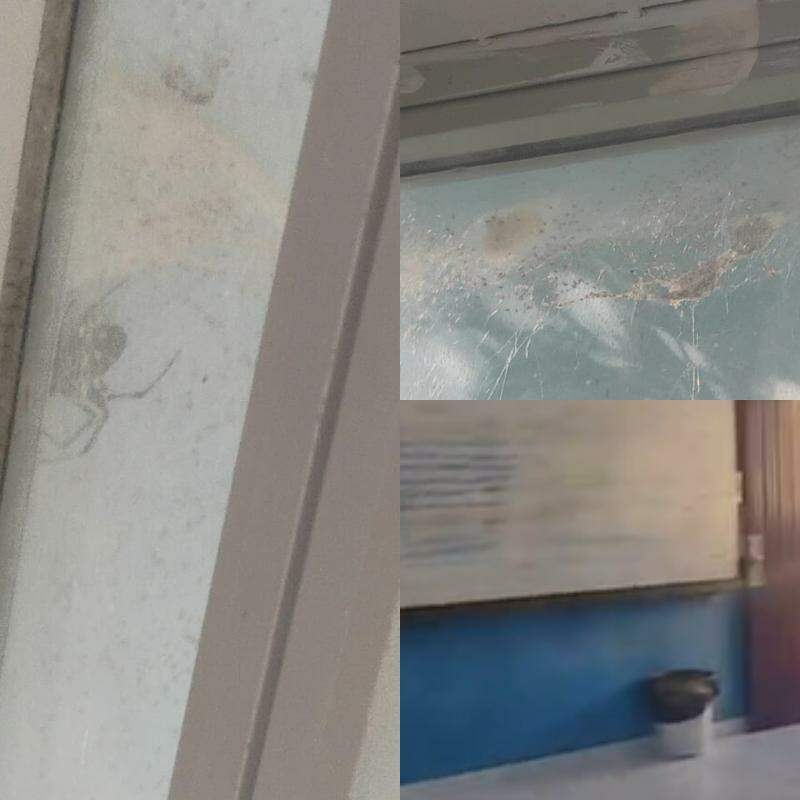 Alunos denunciam presença de aranhas e problemas na Escola Estadual Antônio Luiz Barreiros, em São Vicente