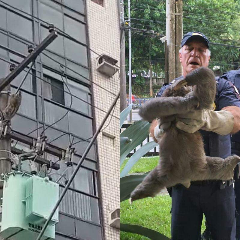 Animal foi removido por agentes da Guarda Civil Municipal (GCM) e, depois, devolvido à mata