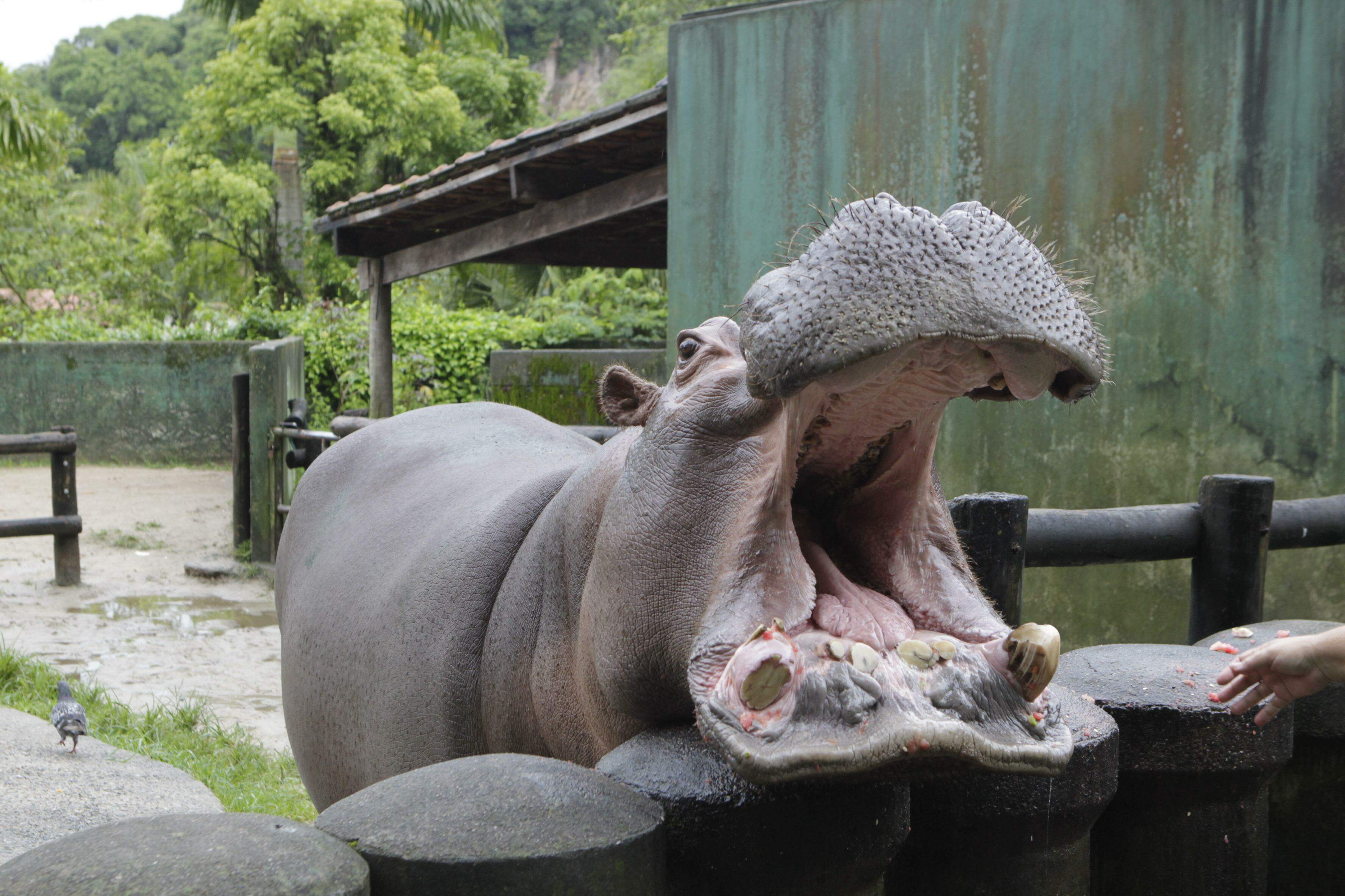 Ramon deve ficar no zoo até o fim da obra no Parque Voturuá; Prefeitura crê em retorno no 2<ULFIO3PT,1,0,0.3,0,0><MD+>o</UL><MD> semestre