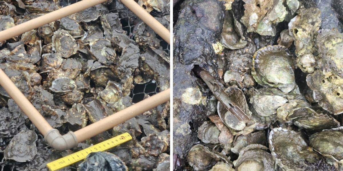 Ostras exóticas invasoras foram encontradas em um viveiro de engorda destinado a ostras nativas do manguezal. Na segunda imagem elas estão competindo comas nativas